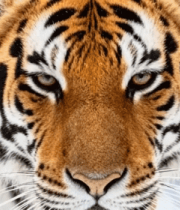 雪地中的老虎特写(1)6537#横屏 