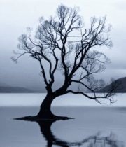 湖面上的孤独枯树11748#横屏 