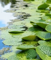 湖面漂浮的绿色荷叶13182#横屏 