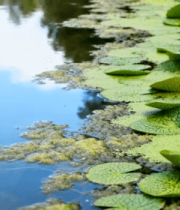 湖面漂浮的绿色荷叶13182#横屏 