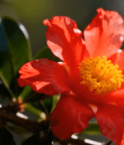 红色花卉特写3151#横屏 