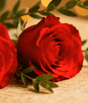 红玫瑰与旧信纸特写素材7184#横屏 