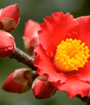 红色山茶花特写5289#横屏 