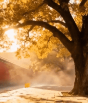 红墙旁古树下的秋日景象1563#横屏 