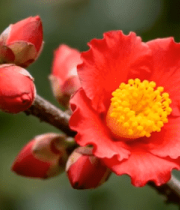 红色山茶花特写5289#横屏 