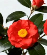 红色山茶花特写(1)6210#横屏 