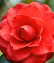 红色山茶花微距画面13770#横屏 