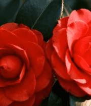 	 红色山茶花特写(3)14046#横屏 