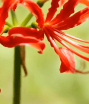 红色彼岸花特写素材2925#横屏 