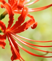 红色花朵特写767#横屏 