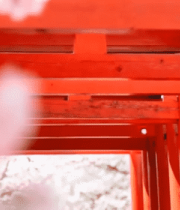 红色鸟居与樱花特写12615#横屏 