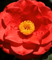 红色山茶花特写(2)8956#横屏 