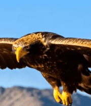 雄鹰于天空展翅飞翔素材6816#横屏 