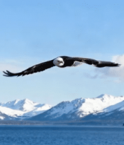 雄鹰于山水间展翅飞翔3852#横屏 