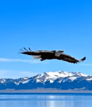 雄鹰于山水间展翅飞翔(1)8773#横屏 