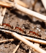 红蚂蚁搬运食物微距画面(1)12172#横屏 