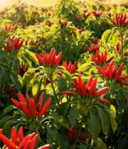 红辣椒种植地近景画面5745#横屏 