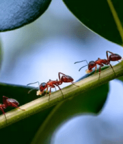 红蚂蚁在绿叶上搬运食物1814#横屏 