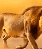 雄狮在沙尘中行走11175#横屏 