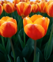 	 红黄郁金香花海13153#横屏 