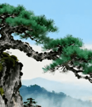 悬崖边的苍劲松树5134#横屏 