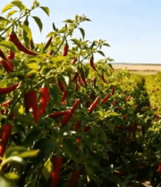 红辣椒农田种植景象10464#横屏 