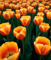 红黄相间郁金香花海2710#横屏 