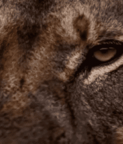 雄狮面部特写素材2123#横屏 