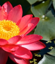 红莲花与荷叶特写7944#横屏 