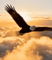 雄鹰云海间翱翔9464#横屏 