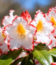 红白相间花朵特写2958#横屏 