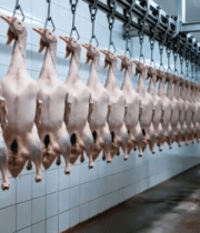 悬挂的肉鸡加工场景5901#横屏 