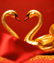 红背景双金天鹅喜庆画面1877#横屏 