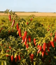 红辣椒农田近景素材14948#横屏 