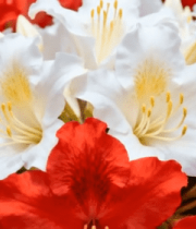 红白相间花卉特写11359#横屏 