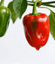 红绿辣椒挂枝特写5216#横屏 