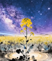 星空下的油菜花田素材245#横屏 