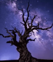 星空下的枯树夜景4444#横屏 