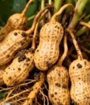 新鲜出土带根花生特写1149#横屏 