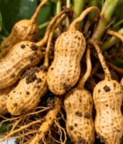新鲜出土带根花生特写1149#横屏 
