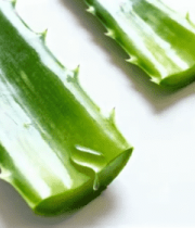 新鲜芦荟特写14976#横屏 