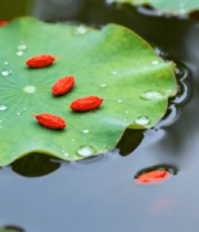 荷叶上的枸杞与水珠特写7764#横屏 