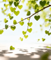 心形绿叶树枝特写10583#横屏 