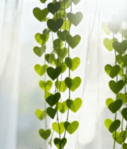 心形绿叶悬挂窗边14844#横屏 