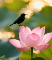 小鸟立于荷花上的自然场景4862#横屏 