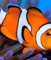 小丑鱼海底游动素材11033#横屏 