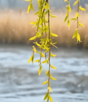 	 河边垂柳春季特写9564#横屏 