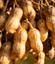 新鲜带土花生特写5728#横屏 