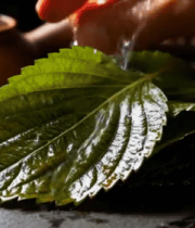 新鲜桑叶与茶具特写3592#横屏 