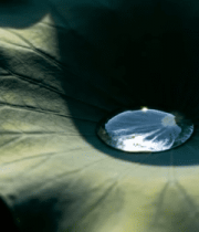 荷叶上的水珠特写11914#横屏 